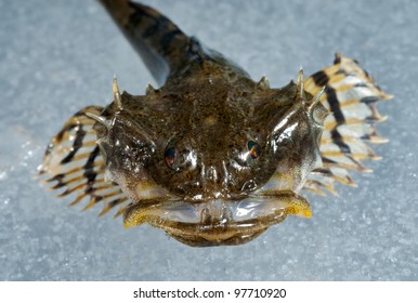 A Close Up Of The Small Pigfish On Ice.