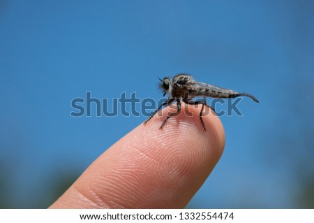 A close up of a small robber fly insect perched on a fingertip with blue sky in the background