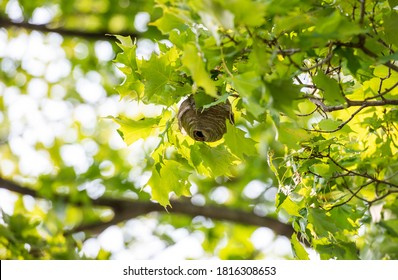 Wasp Nest Tree Images Stock Photos Vectors Shutterstock