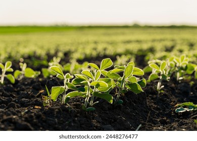 Close up of small soybean plants. Soy grows in an industrial field. Soybean sprouts grow against sunlight. Agro industry. - Powered by Shutterstock