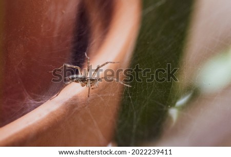 close up of a small spider on a web in the plants indoor