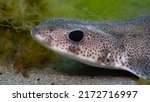 Close up of a small spotted catshark (Scyliorhinus canicula) off the Welsh coast, UK