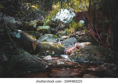 A close of of a small stream with rounded rocks and foliage around it.