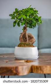 Close up small tree on table