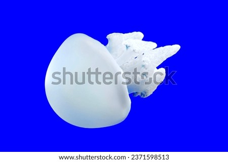 Close up of a small White Blue Blubber Jellyfish.