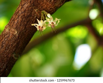 Close Up Of Small White Cacao Flower On Tree Background