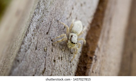 albino wolf spider