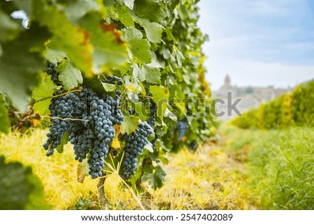 Close up small wine grapes on trees on vineyard field on autumn in Armenia with famous landmark of Khor Virap monastery. Harvesting season in caucasus. Wine produce Armenia