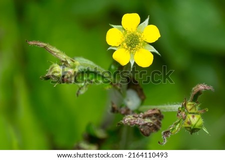 Close up of a small yellow Wood Avens flower. Also known as Colewort, Herb Bennet, and St. Benedict's Herb, it is an invasive species in North Americs. Taylor Creek Park, Toronto, Ontario, Canada. Stock photo © 