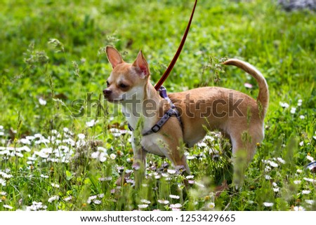 close up of a small young chihuahua standing on green spring grass wearing a harness and a leash