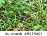 Close up small, young Common frog (Rana temporaria). Family true frogs (Ranidae). On the lawn in the grass. Dutch garden. Summer, July                              