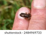 Close up small, young Common frog (Rana temporaria). Family true frogs (Ranidae). On a finger. Lawn, grass, Dutch garden. Summer, July                               