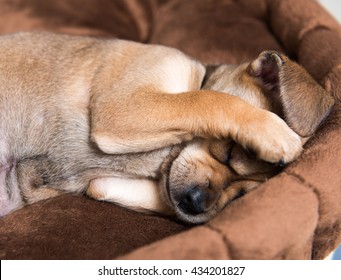 Close Up Of Small Young Terrier Mix Puppy Hiding Face In Brown Plush Dog Bed