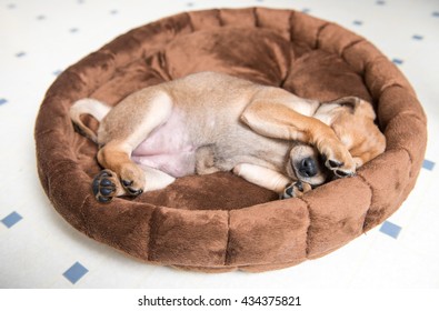 Close Up Of Small Young Terrier Mix Puppy Hiding Face In Brown Plush Dog Bed