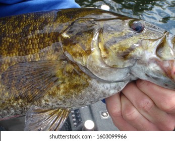 440 Smallmouth Bass Images, Stock Photos & Vectors | Shutterstock