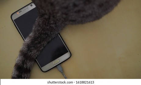 Close Up Smart Phone Under Cat's Tail On The Table.