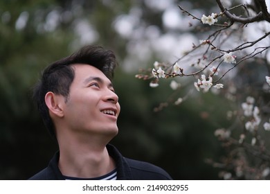 Close Up Smiling Asian Young Man Enjoy Plum Blossom Flower. Handsome Chinese Person Look At Plum Blossom