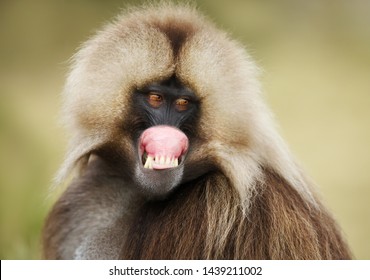 Close up of a smiling Gelada monkey (Theropithecus gelada) showing off his gums, Simien mountains, Ethiopia.
