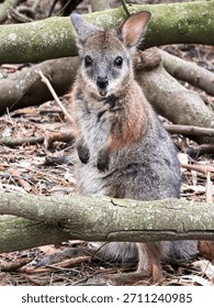 Close up of a smiling Parma Wallaby 