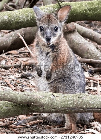 Close up of a smiling Parma Wallaby 
