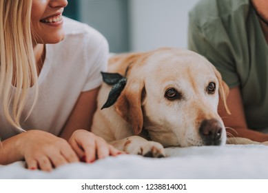Gros plan sur une jeune femme souriante se reposant au lit avec son petit ami et un chien : photo de stock