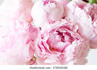 Close Up Smooth Pink Petals Peony Flowers. Background.