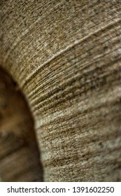 Close up of smooth tree bark