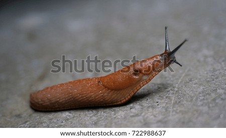 Similar – Image, Stock Photo bootlicker Snail Animal