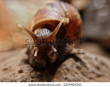 close up a snail animal on a red brick