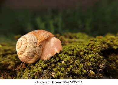 Close up of a Snail.
Snail crawling on moss in the garden.
Note: snails secrete mucus material that helps it glide. These mucus substances help the skin to renew collagen.
insects, insect.
bugs, bug