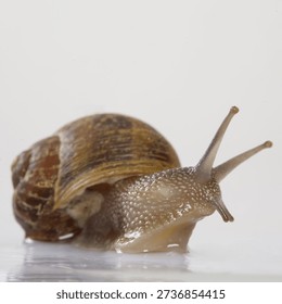 close up of snail in front of a white background