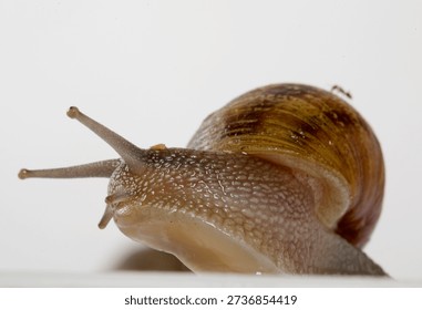 close up of snail in front of a white background