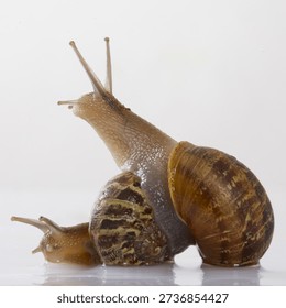 close up of snail in front of a white background