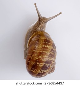 close up of snail in front of a white background