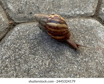 Close up a snail or Gastropoda on the ground
