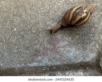 Close up a snail or Gastropoda walking on the ground