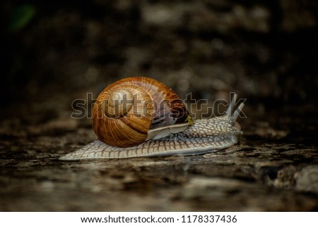 Similar – snail in moss Nature Grass