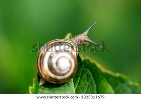 Similar – Foto Bild Gartenschnecke IX Blatt