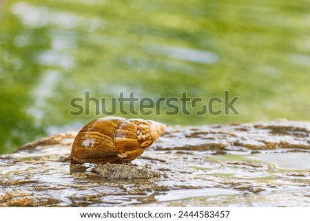 Close up Snail on the stone in the garden with green background