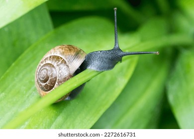 A close up of a snail perched on top of a wild garlic leaf, its head peeking out of the foliage - Powered by Shutterstock