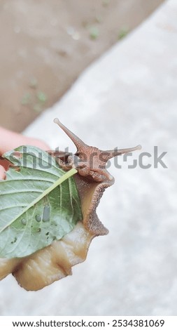 close up of the snail's body from below. You can see the snail's mouth eating green leaves