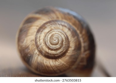 close up of a snail's spiral shell structure