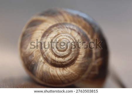 close up of a snail's spiral shell structure