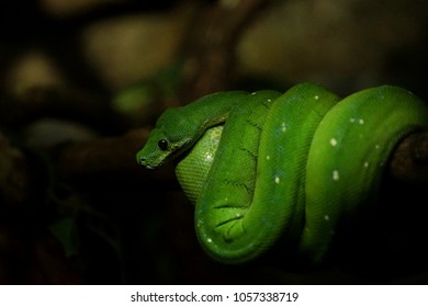 A close up of a snake