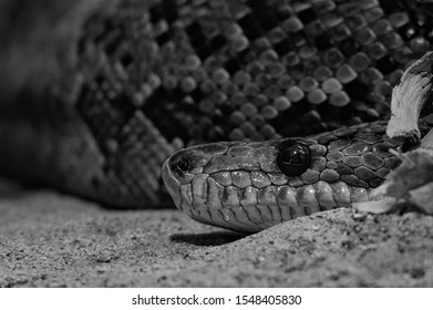 Close Up Of Snake In Enclosure