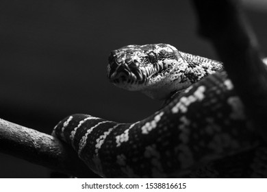 Close Up Of Snake In Enclosure Under Lamplight 