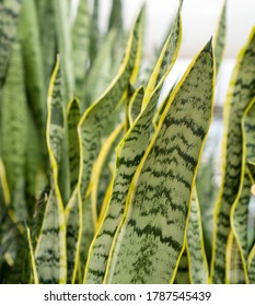 Close Up Of Snake Plant