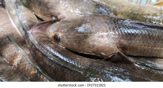 Close Up Of Snakehead Fish.