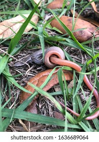 Close Up Of Snakes Mating