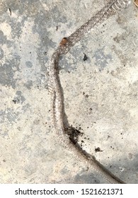 Close Up Of Snakeskin Stripped Skin On The Concrete Floor In The Factory. The Skin From Which The Snake Changed The Skin With Details Similar To Scales, Clear, Clear, Brown